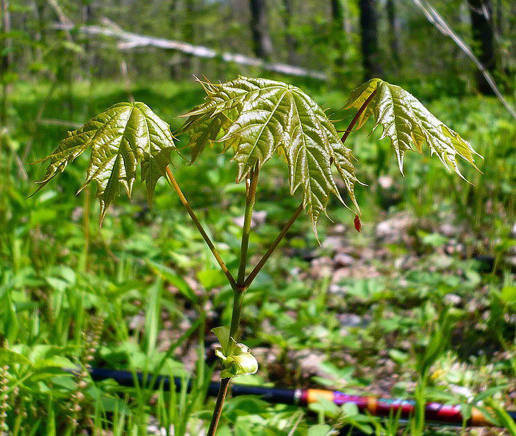 Изображение особи Acer platanoides.