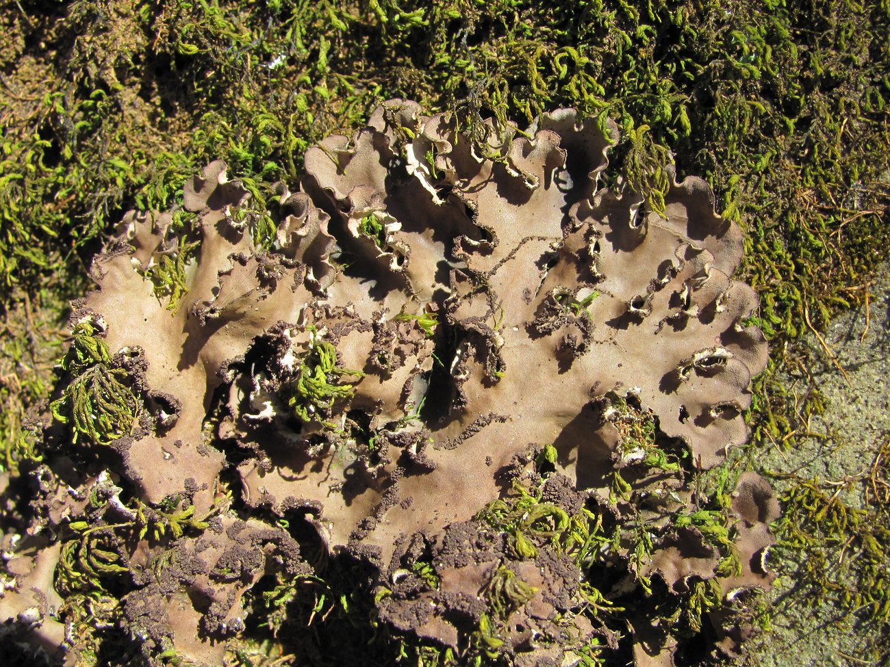 Image of Peltigera praetextata specimen.