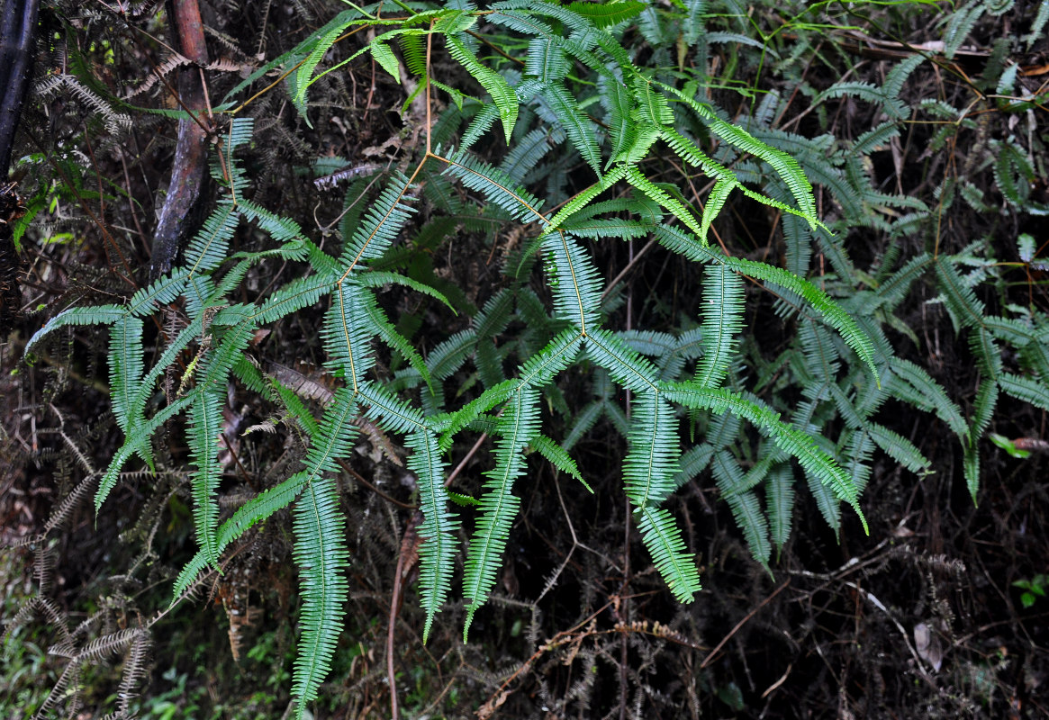 Image of Sticherus truncatus specimen.