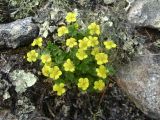 Potentilla elegans