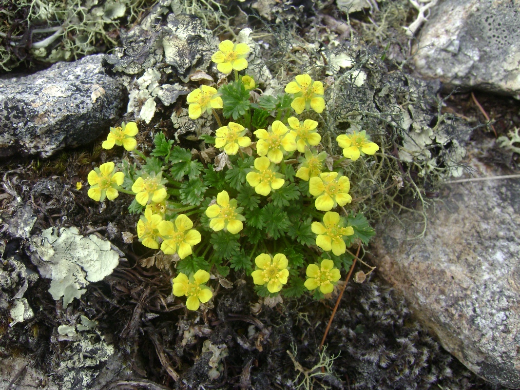 Image of Potentilla elegans specimen.