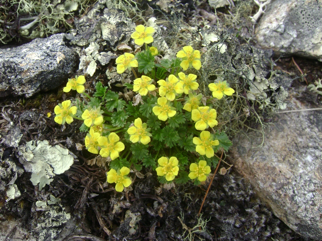 Изображение особи Potentilla elegans.