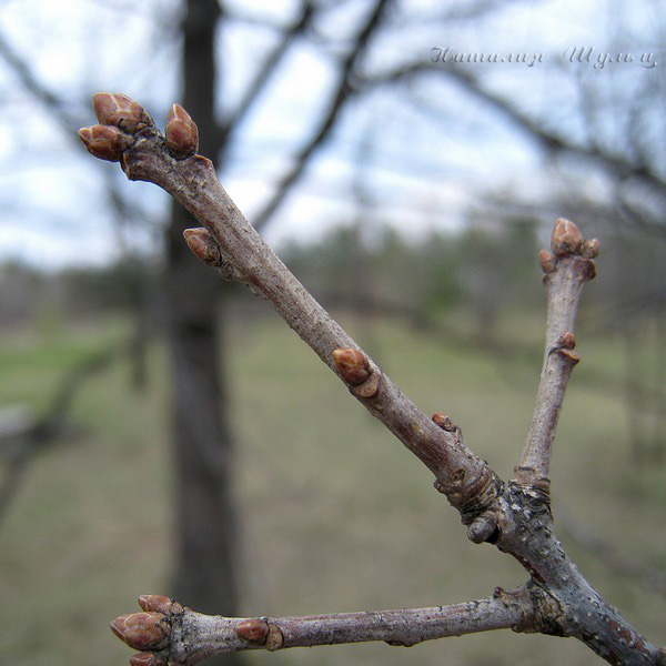 Image of Quercus robur specimen.