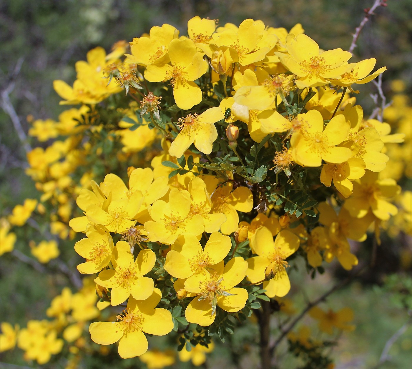 Image of genus Rosa specimen.