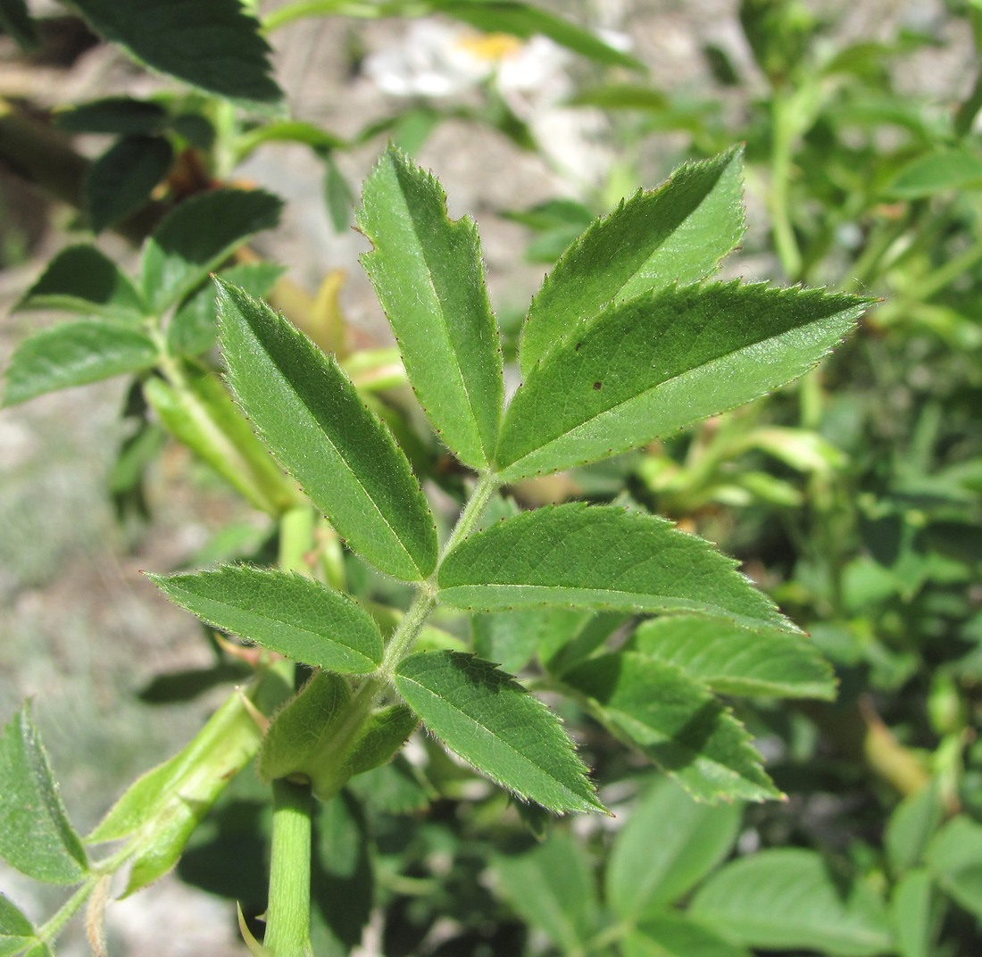 Image of genus Rosa specimen.