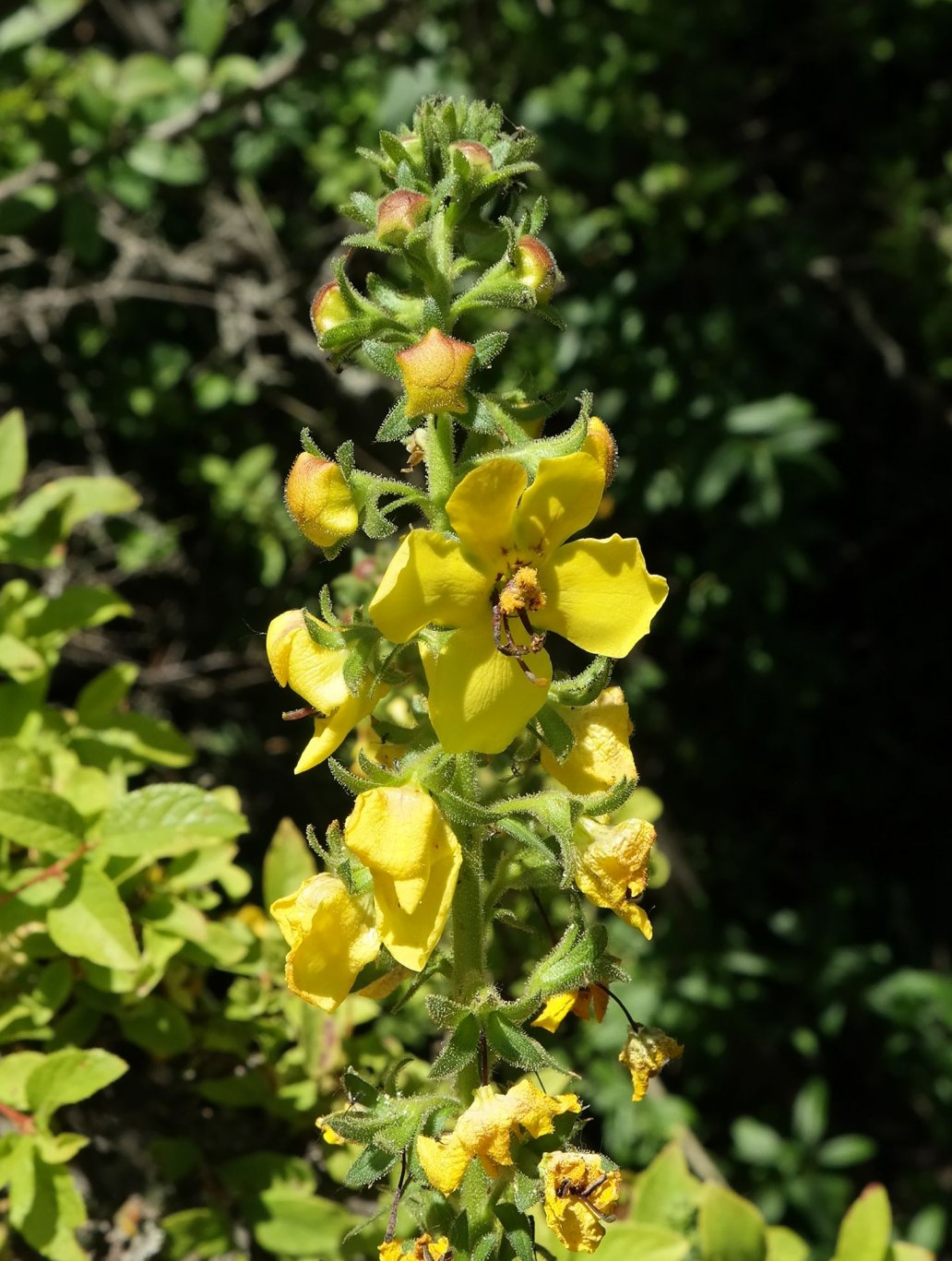 Image of Verbascum spectabile specimen.