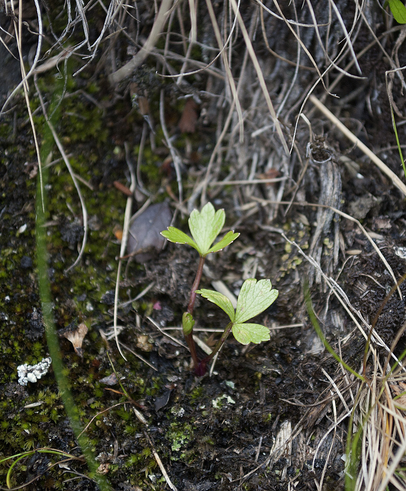 Image of Ligusticum scoticum specimen.