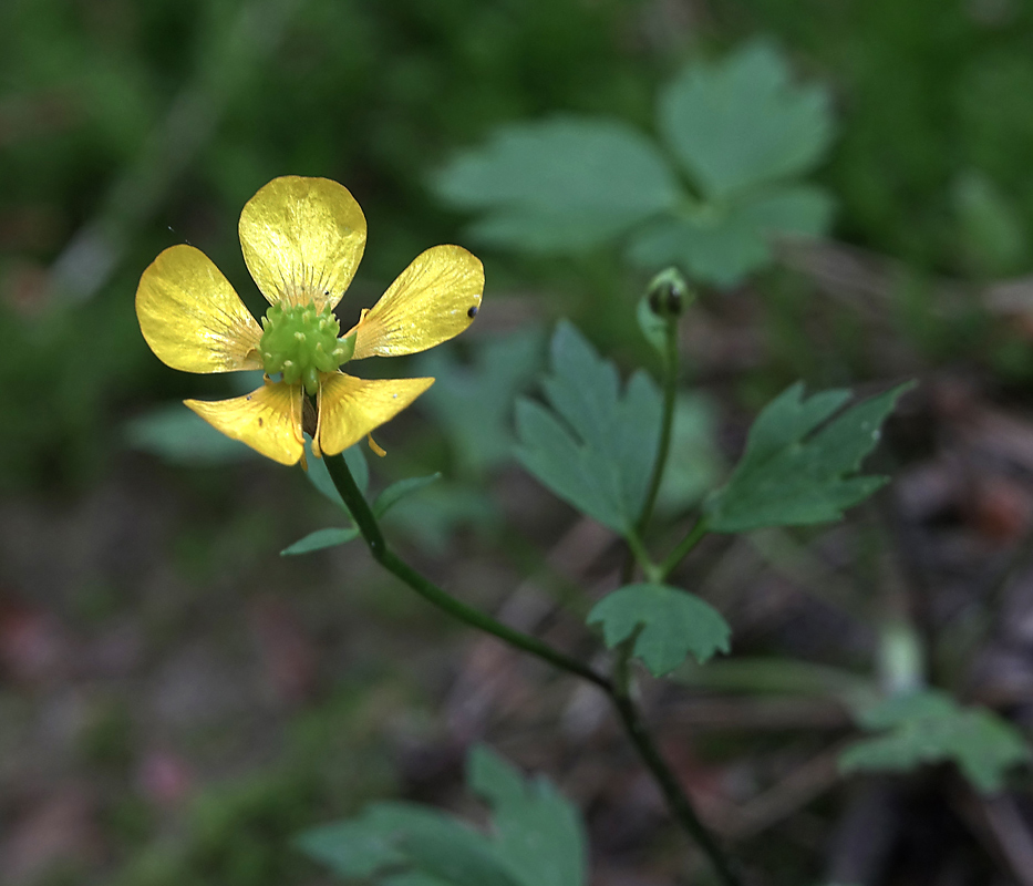 Изображение особи Ranunculus repens.