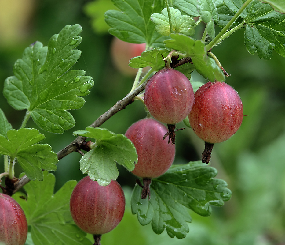 Изображение особи Grossularia uva-crispa.