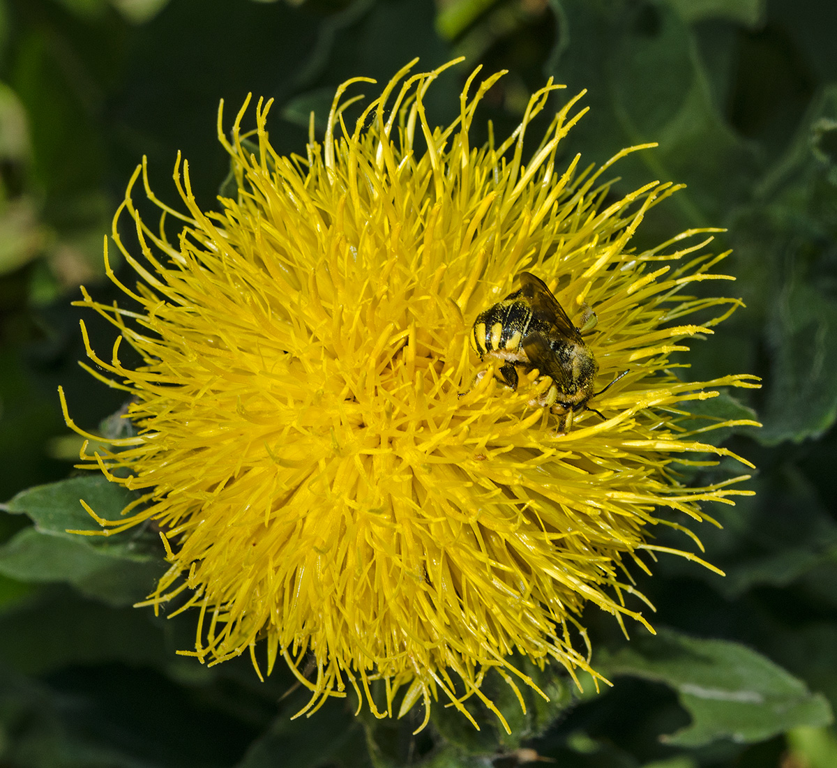 Изображение особи Grossheimia macrocephala.