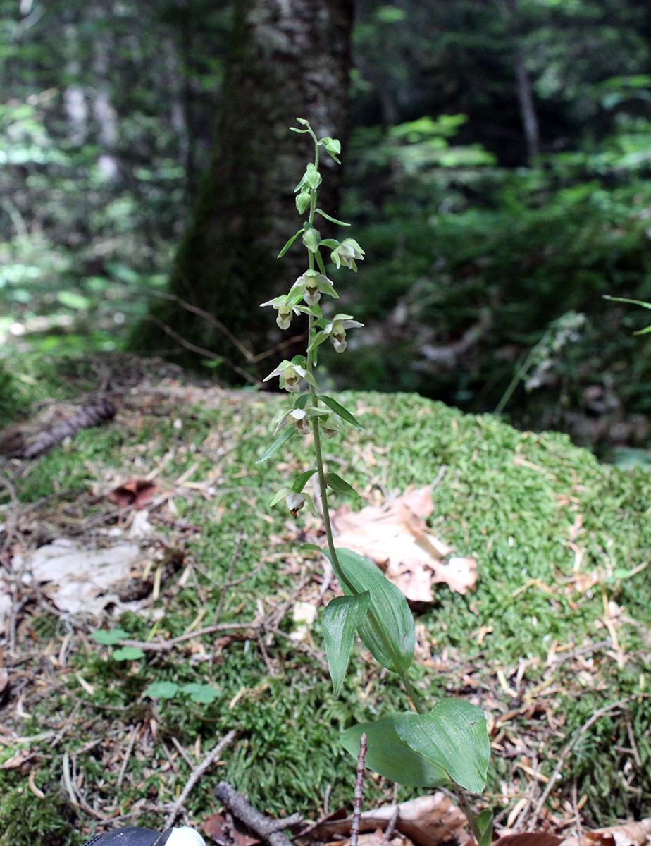 Изображение особи Epipactis helleborine.