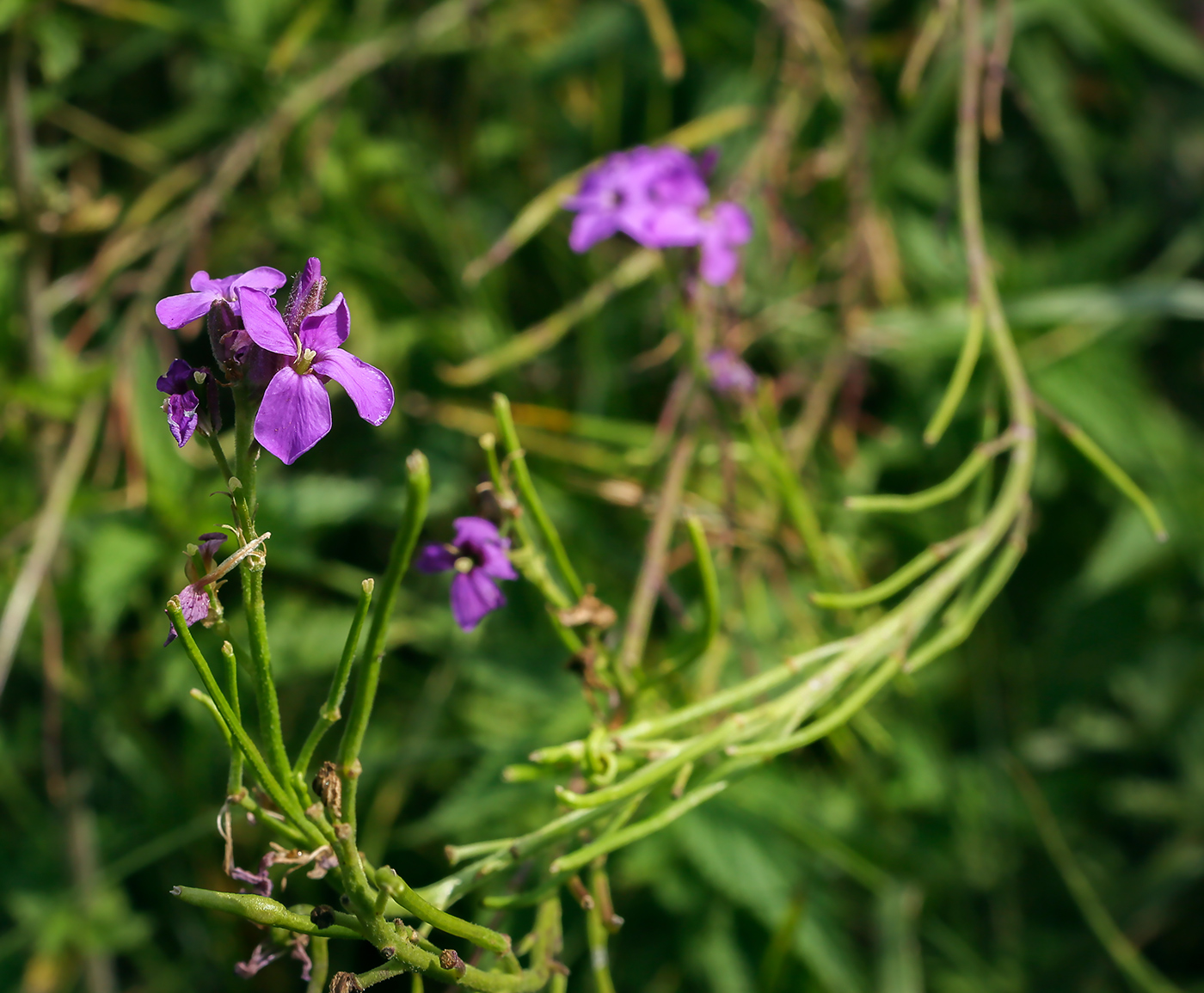 Image of Hesperis matronalis specimen.