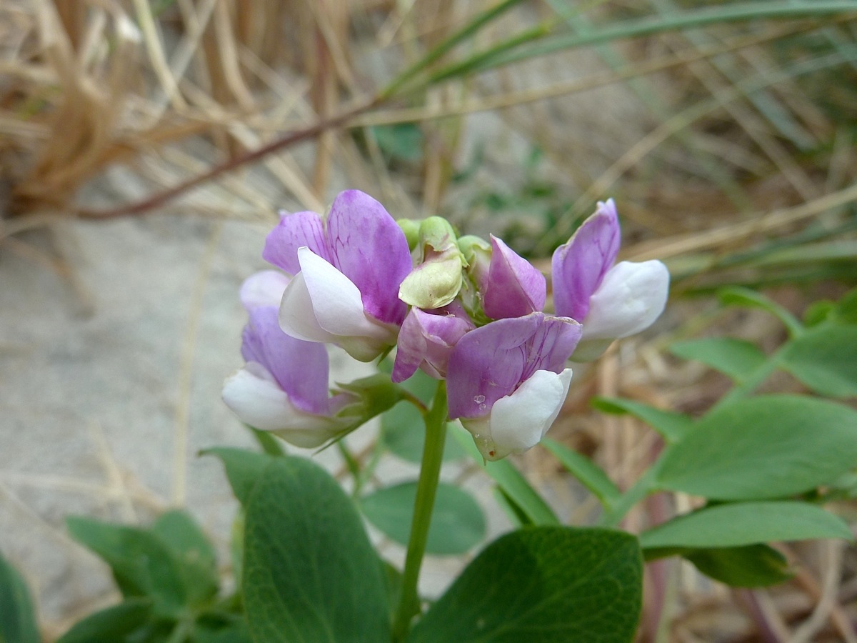 Image of Lathyrus japonicus ssp. maritimus specimen.