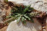 Plantago weldenii