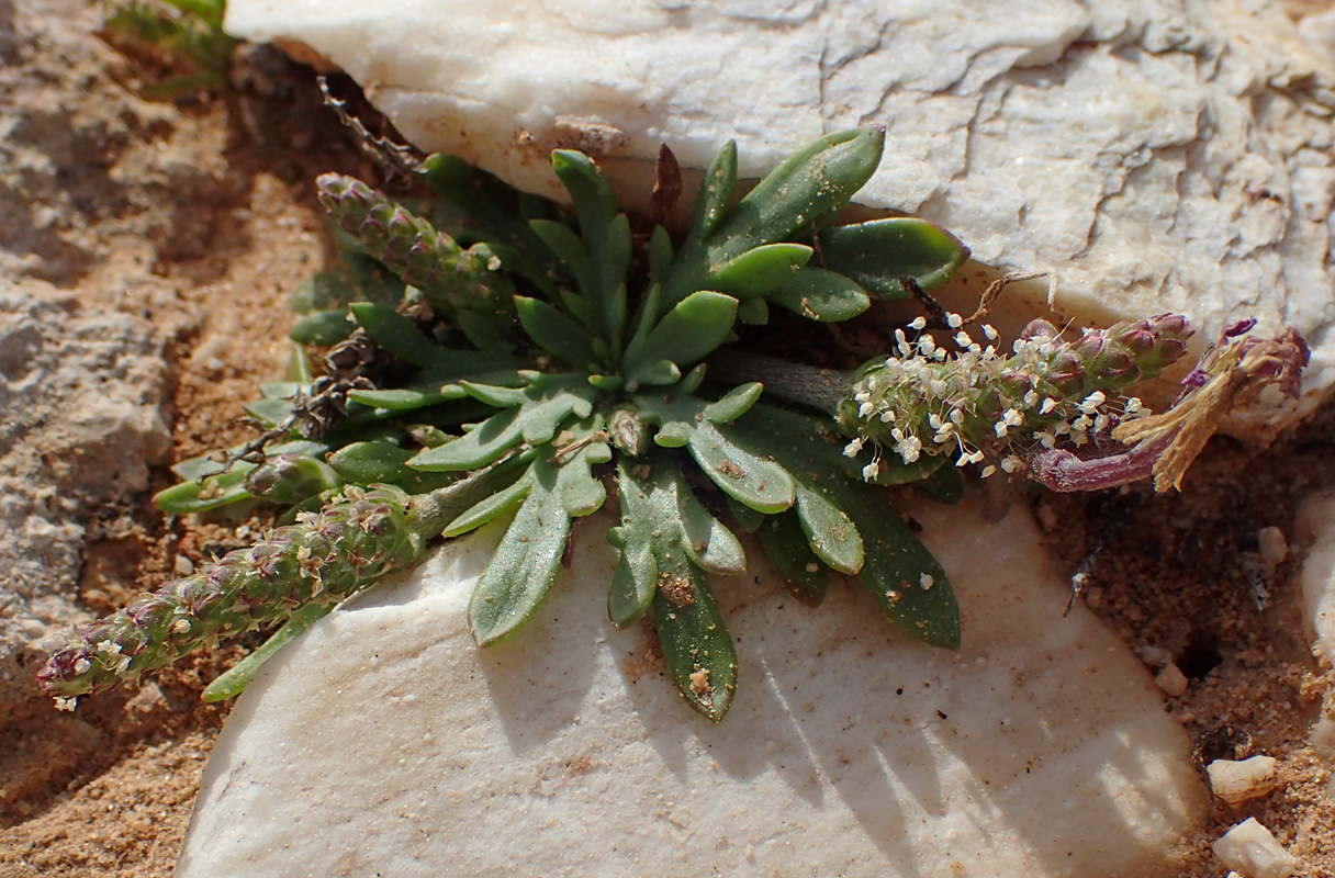 Изображение особи Plantago weldenii.