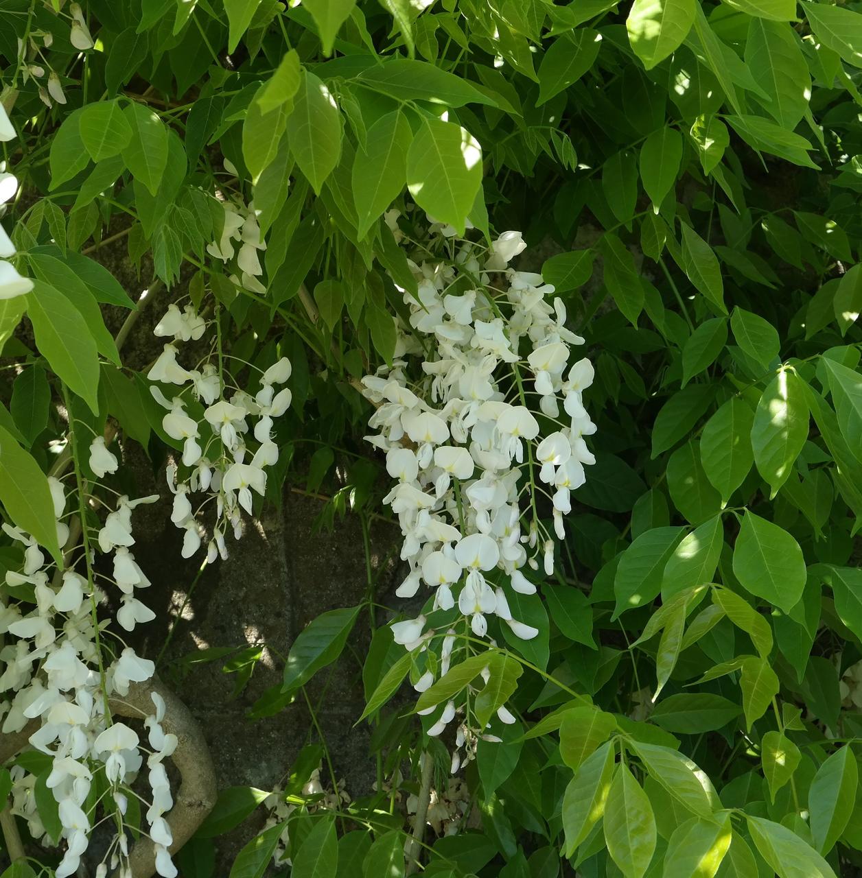 Изображение особи род Wisteria.