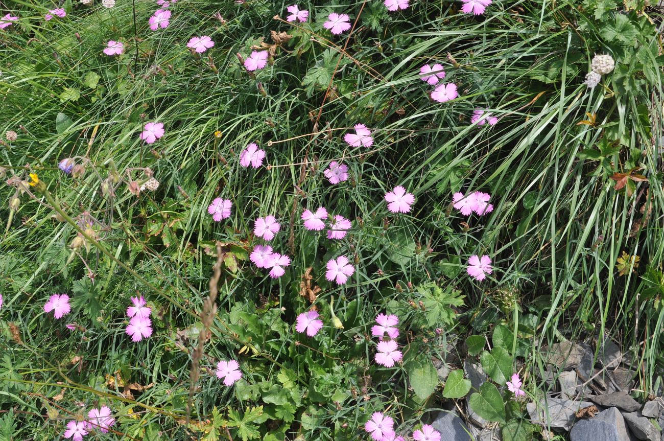 Изображение особи Dianthus caucaseus.