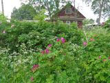 Rosa rugosa