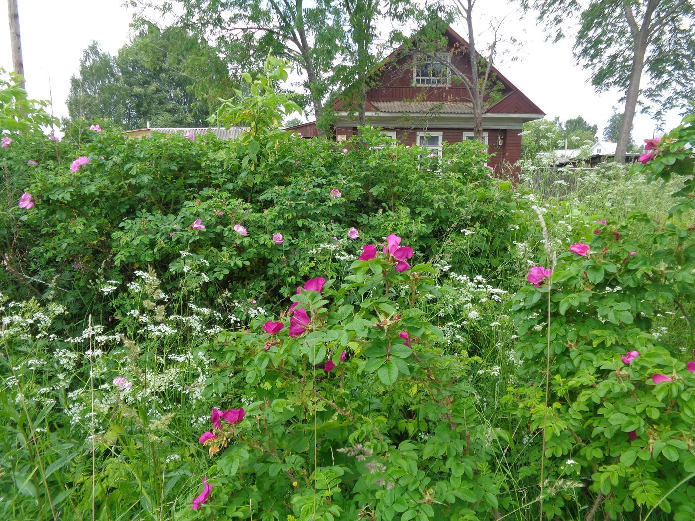 Image of Rosa rugosa specimen.