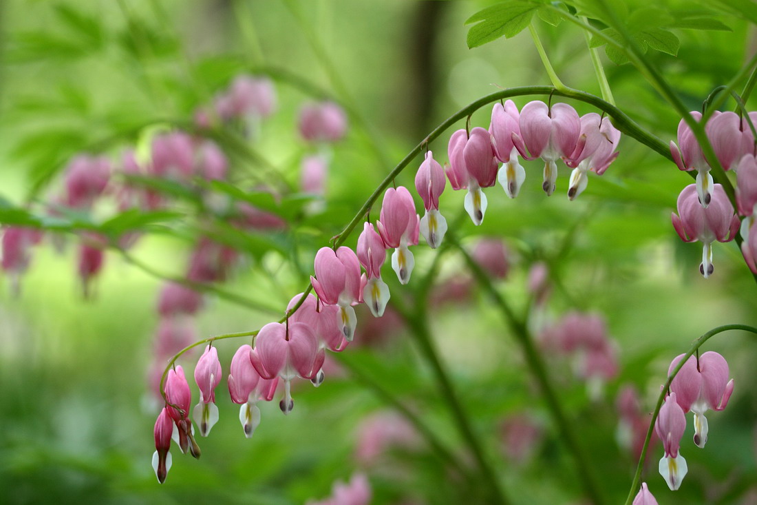 Image of Dicentra spectabilis specimen.