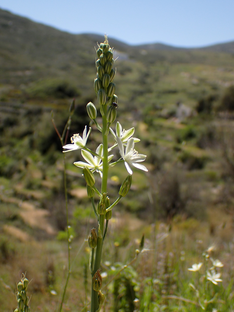 Изображение особи Ornithogalum narbonense.