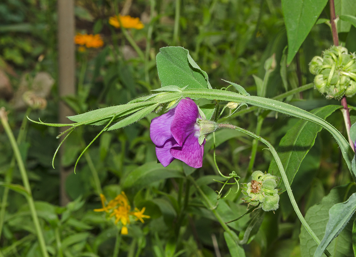 Изображение особи Lathyrus odoratus.