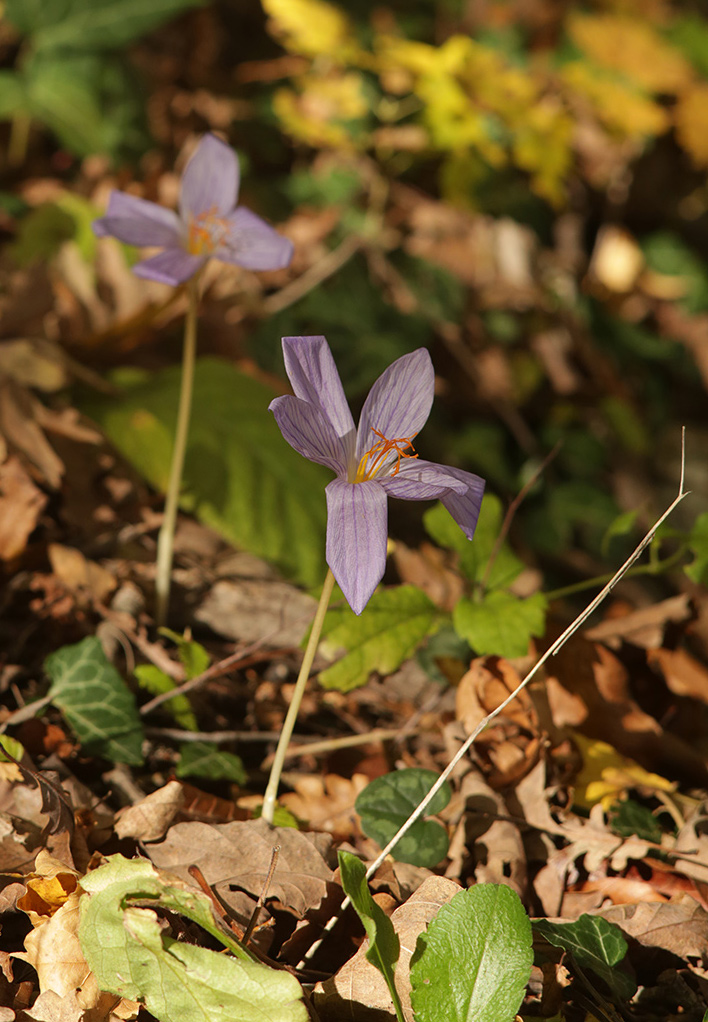 Изображение особи Crocus speciosus.