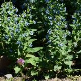 Symphytum caucasicum. Цветущие растения. Восточный Казахстан, г. Усть-Каменогорск, парк Жастар, в культуре. 04.06.2018.