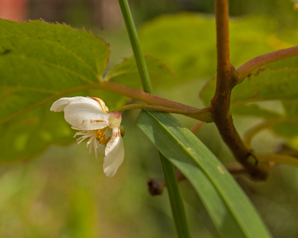 Image of Actinidia kolomikta specimen.