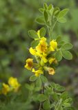 genus Chamaecytisus
