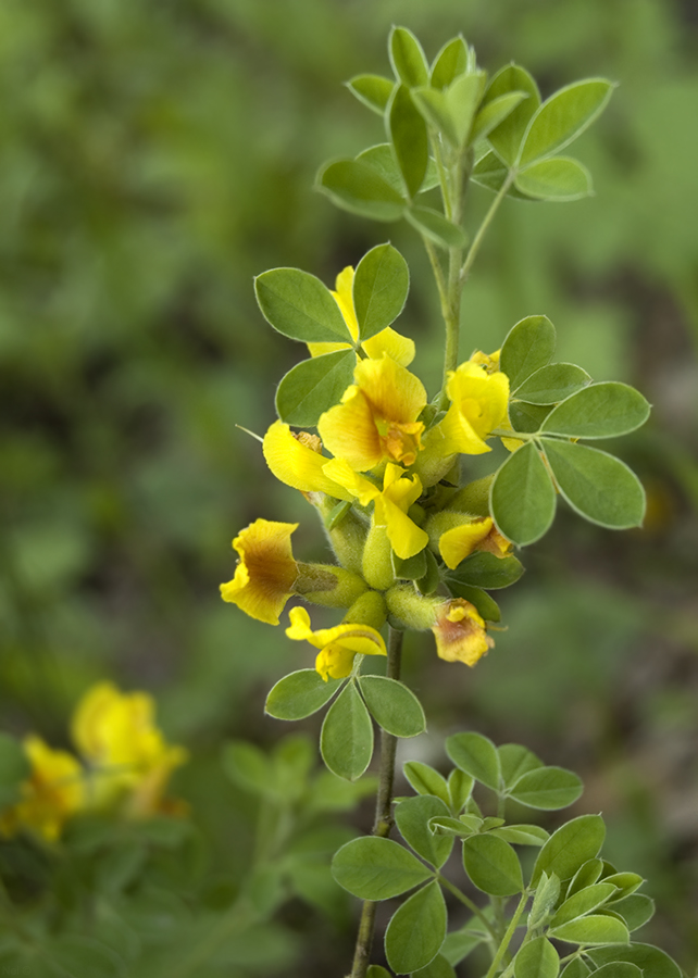 Image of genus Chamaecytisus specimen.