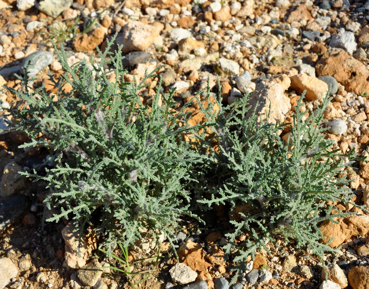 Image of Salvia lanigera specimen.