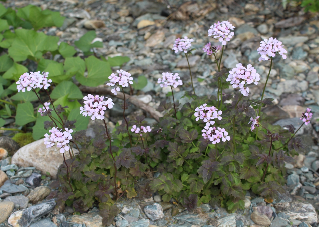 Image of Cardamine macrophylla specimen.