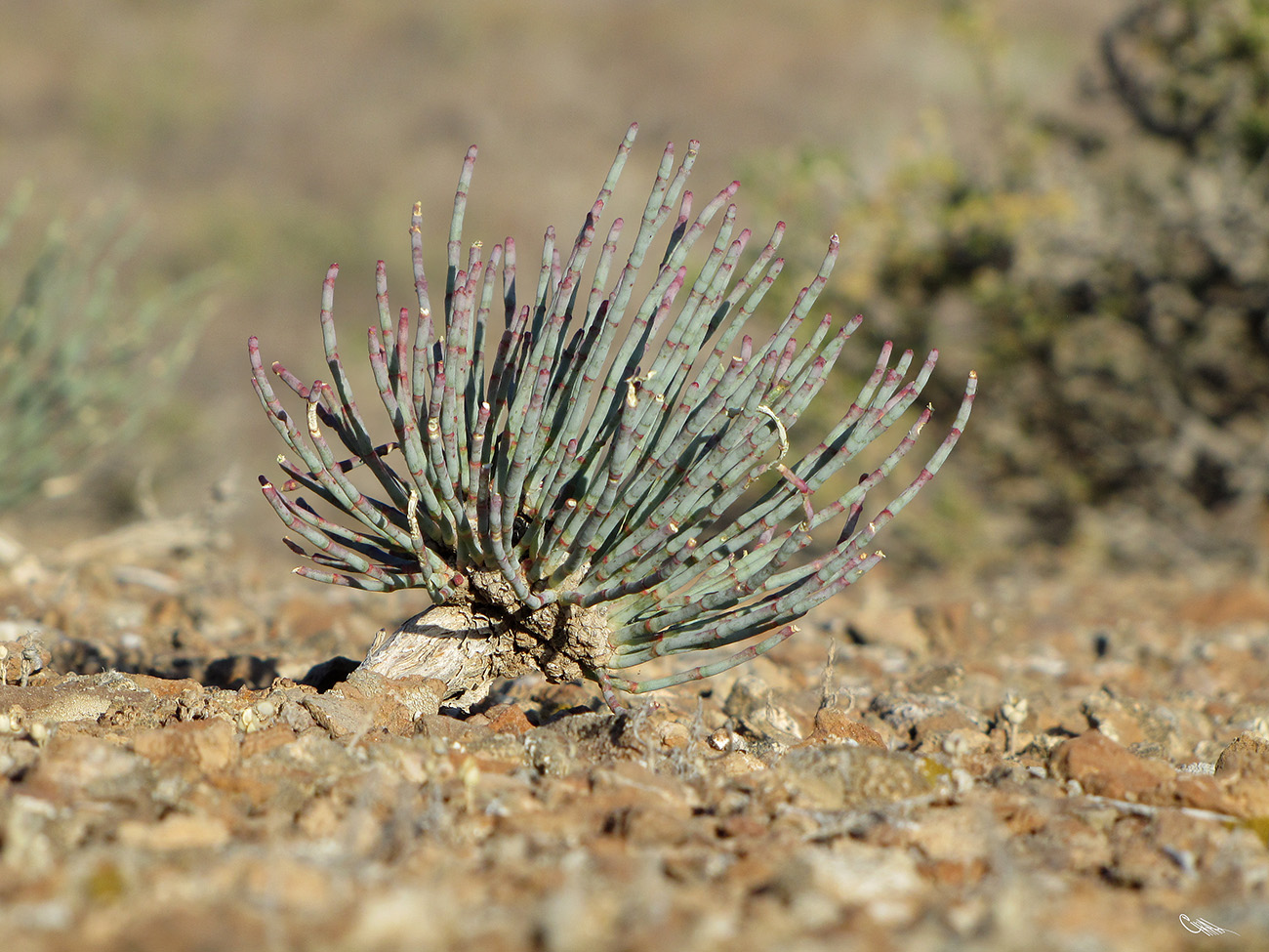 Изображение особи Anabasis truncata.