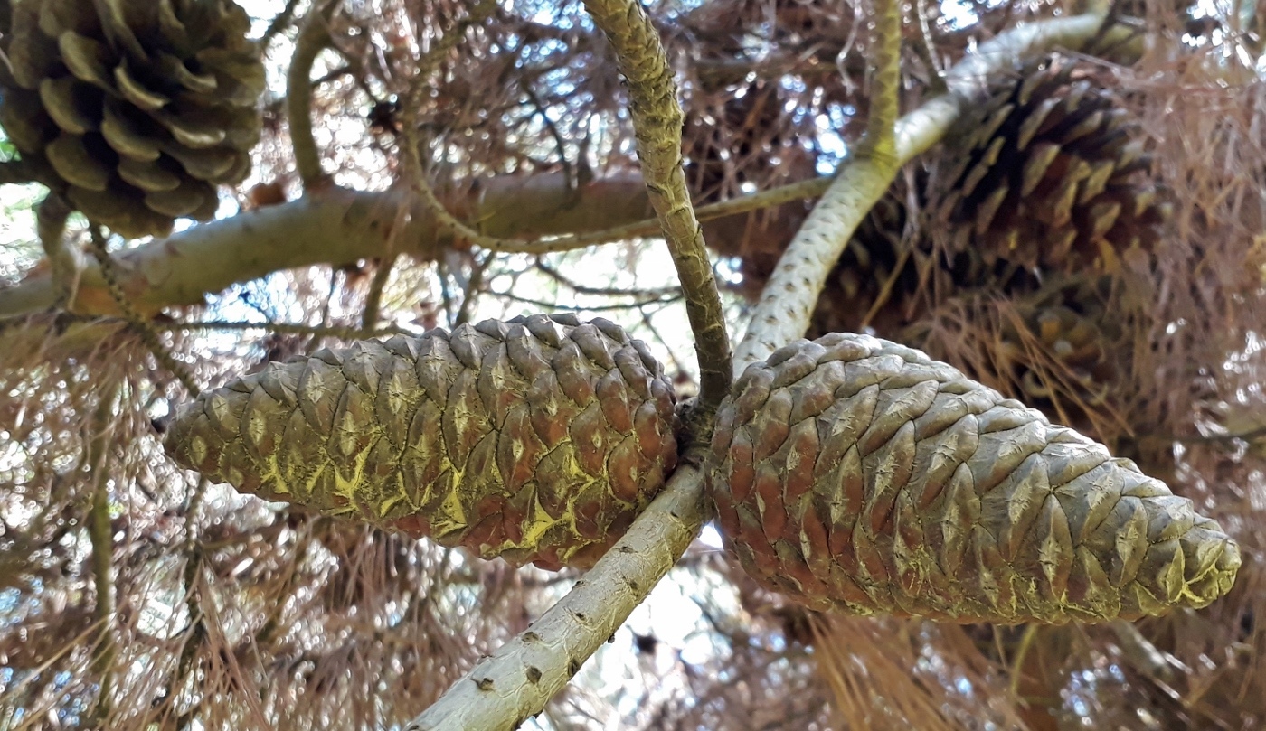 Image of Pinus pityusa specimen.