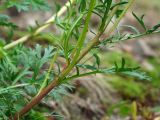 Artemisia subspecies ehrendorferi