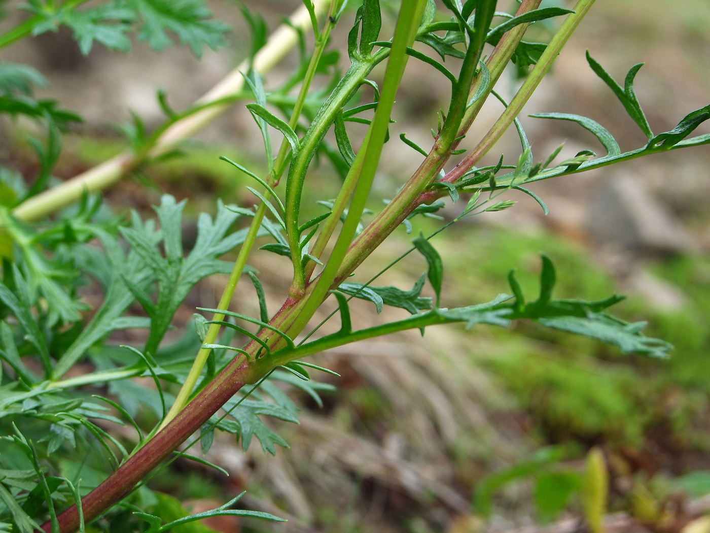 Изображение особи Artemisia arctica ssp. ehrendorferi.