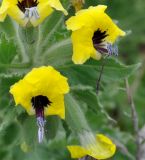 Hyoscyamus aureus. Цветки. Республика Кипр, окр. с. Айос Созоменос (Άγιος Σωζόμενος), скалистый склон холма. 03.03.2019.