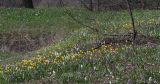 Tulipa biebersteiniana