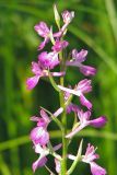 Anacamptis laxiflora ssp. elegans