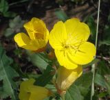 Oenothera pilosella