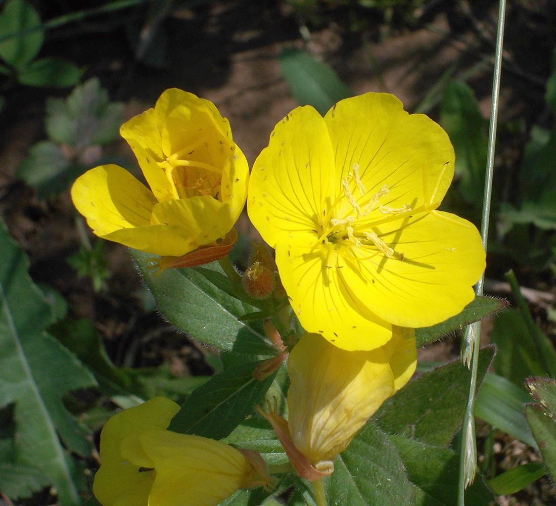 Изображение особи Oenothera pilosella.