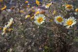 Glebionis coronaria