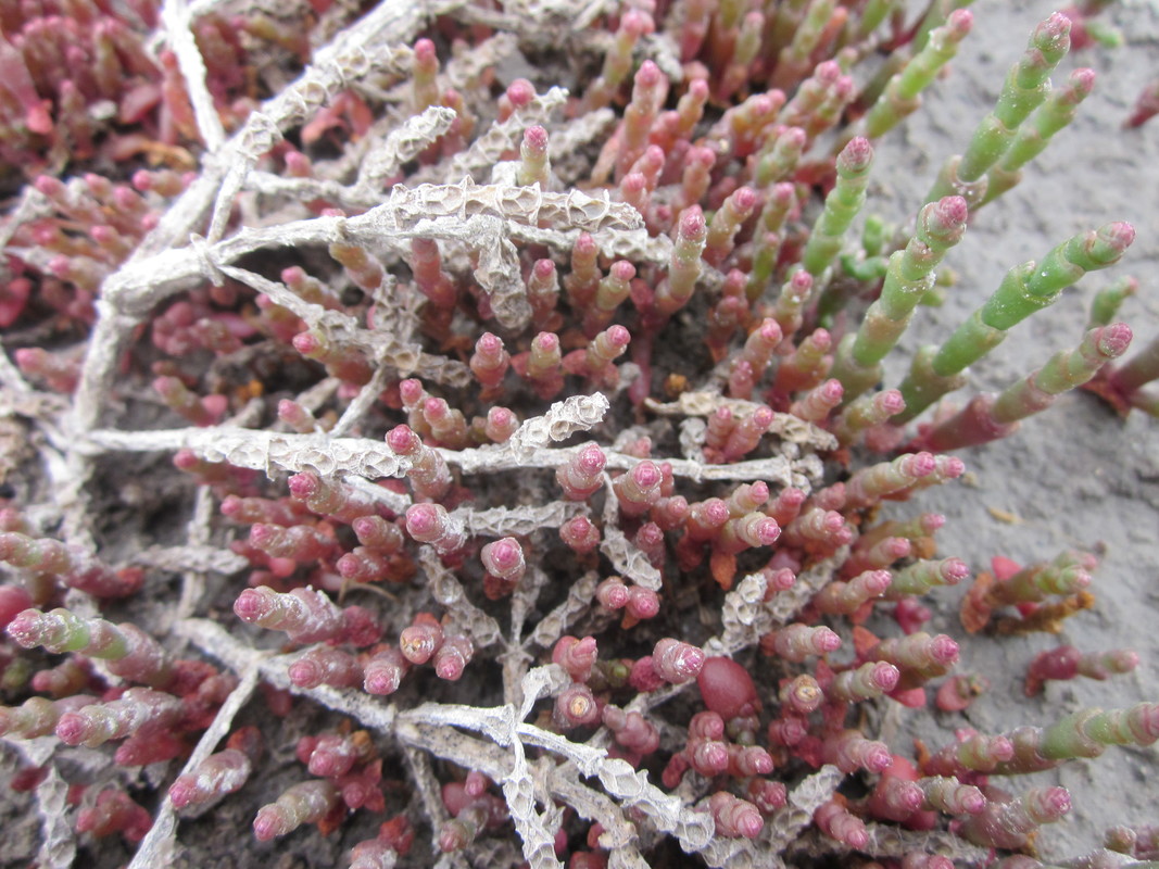 Изображение особи Salicornia perennans.