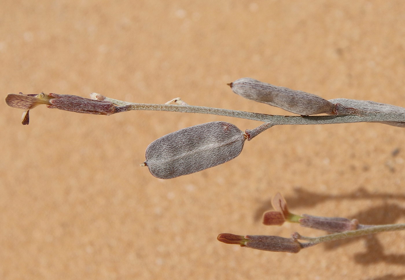 Image of Farsetia aegyptia specimen.