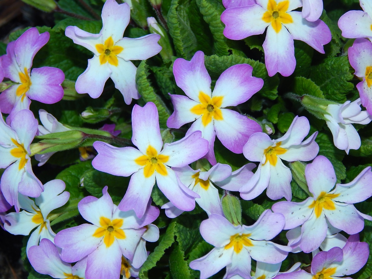 Изображение особи Primula vulgaris.