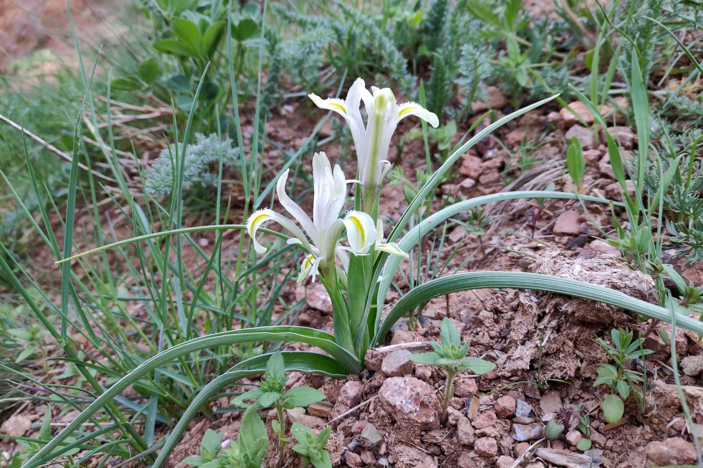 Изображение особи Juno linifoliiformis.