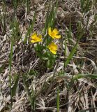 Caltha palustris