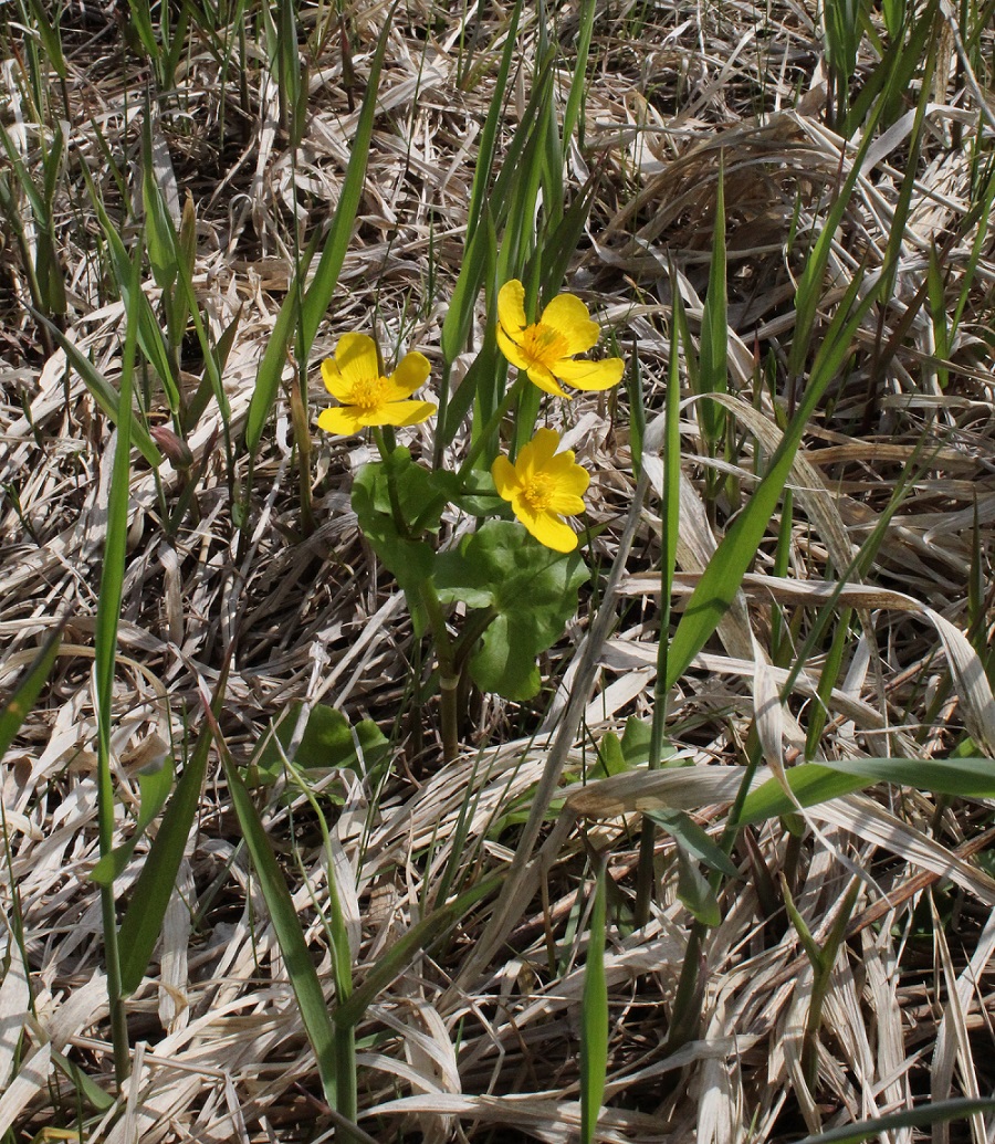 Image of Caltha palustris specimen.