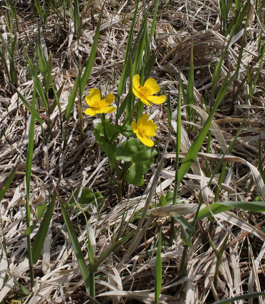 Изображение особи Caltha palustris.